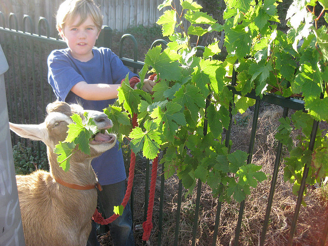 Toine is led by Bob the Goat to a tasty morsel in somebody's front yard, photo by Stuart Harrison.